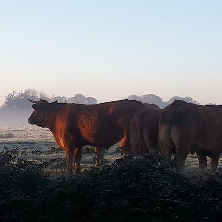 Landelijk Gelegen Huisje Op Erf Veeningen Экстерьер фото
