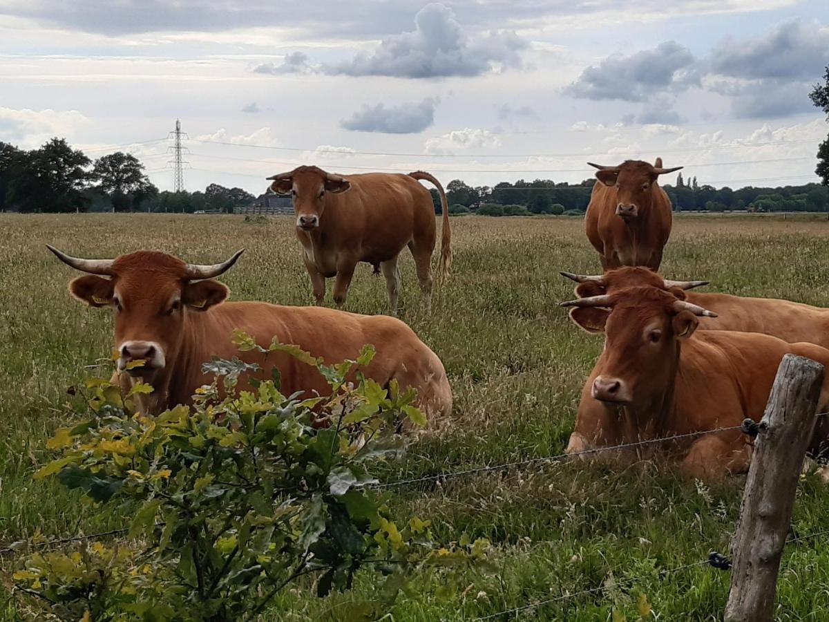Landelijk Gelegen Huisje Op Erf Veeningen Экстерьер фото